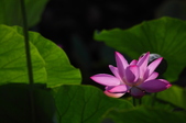 Enlarge photo 47