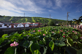 Enlarge photo 50