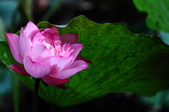 Enlarge photo 37