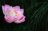Enlarge photo 42