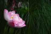 Enlarge photo 43