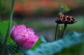 Enlarge photo 44