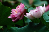 Enlarge photo 47