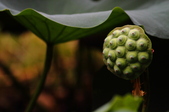 Enlarge photo 51