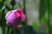 Enlarge photo 52