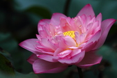 Enlarge photo 54