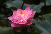 Enlarge photo 55