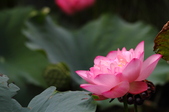 Enlarge photo 58