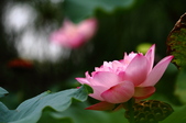 Enlarge photo 59