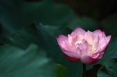 Enlarge photo 61