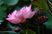 Enlarge photo 63