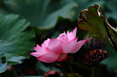 Enlarge photo 64