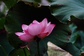 Enlarge photo 65