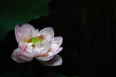 Enlarge photo 66