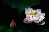 Enlarge photo 67