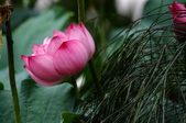 Enlarge photo 69