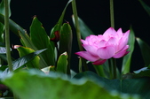 Enlarge photo 72