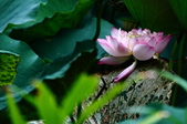 Enlarge photo 73
