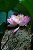 Enlarge photo 74