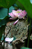 Enlarge photo 75