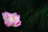 Enlarge photo 76
