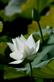 Enlarge photo 27