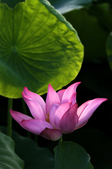 Enlarge photo 36