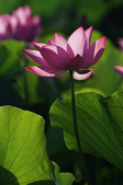 Enlarge photo 37