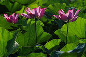 Enlarge photo 43