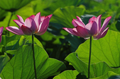 Enlarge photo 44