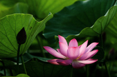 Enlarge photo 51