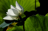 Enlarge photo 52