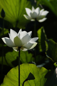 Enlarge photo 53
