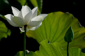 Enlarge photo 54