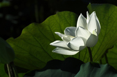 Enlarge photo 56