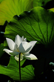 Enlarge photo 57