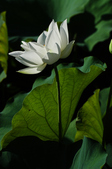 Enlarge photo 58