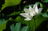 Enlarge photo 59