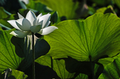 Enlarge photo 61