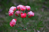 20130826-2 駿亦花花草草