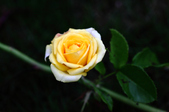 Enlarge photo 8