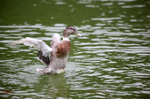 20130826-3瑞士小花園