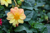 Enlarge photo 9