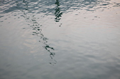 Enlarge photo 77