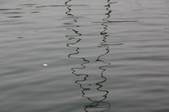 Enlarge photo 81