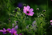 Enlarge photo 35