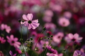Enlarge photo 38