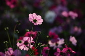 Enlarge photo 39