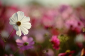 Enlarge photo 41
