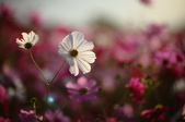 Enlarge photo 42